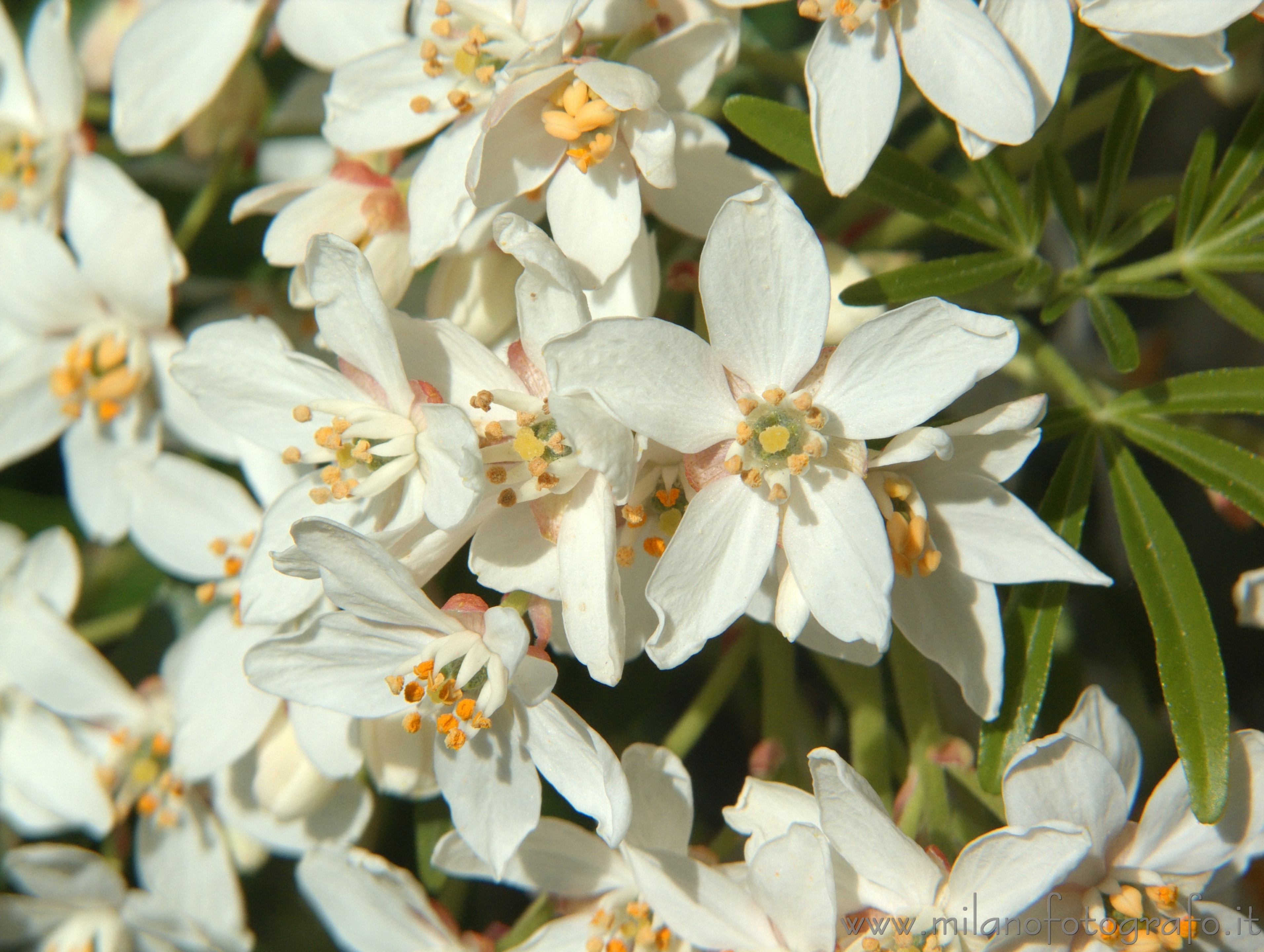 Campiglia Cervo (Biella, Italy) - Fiori di arbusto esotico